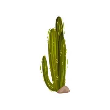 Green cactus on white background. Vector illustration. 스톡 일러스트