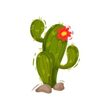 Green cactus on white background. Vector illustration. イラスト素材