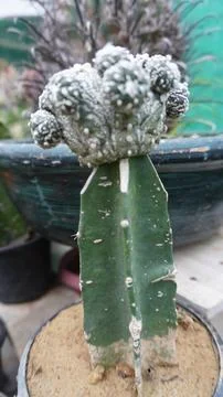 Green cactus with white bumpy top in pot Stock Photos