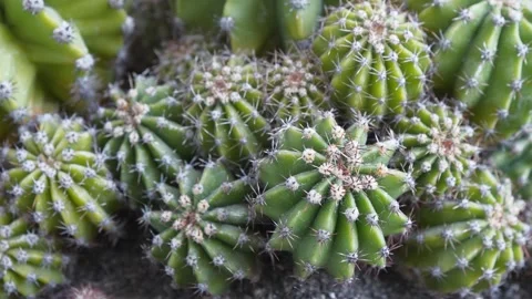 Green cactuses grow in the ground. Cacti with thorns Stock Footage 315217740