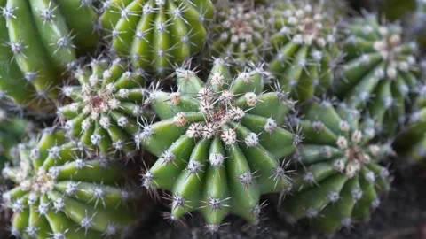 Green cactuses grow in ground. Cacti with thorns, zoom-in video Stock Footage 323330077