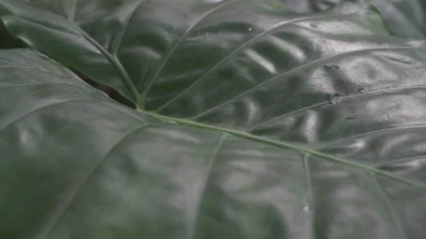 Green caladium leaf with water drop tropical plant Stock Footage 163833659