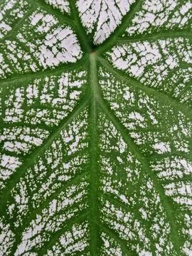 Green Caladium Leaf With White Pattern Macro Texture Stock Photos
