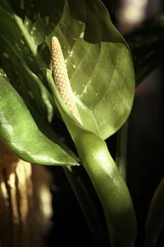 Green Calla on green leaf background, Green calla Stock Photos