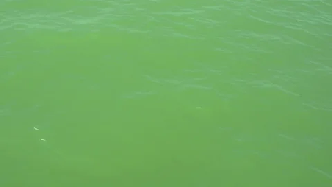 Green , calm water waves Stock Footage 113951645