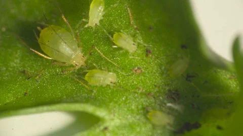 Green Camouflage Fly Larvae Aphids Insects Crawling on Leaf Stock Footage 75248784