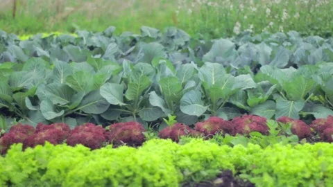 Green camp full of vegetals 스톡 동영상 75166934