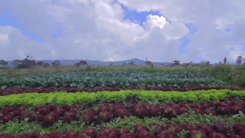 Green camp full of vegetals 動画素材 75167173