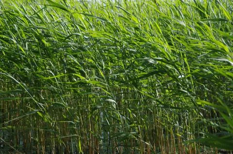 Green cane on lake Stock Photos