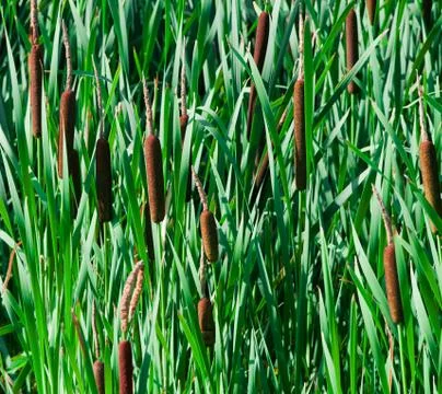 Green cane Stock Photos