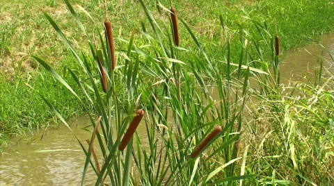 Green canes Stock Footage 862078