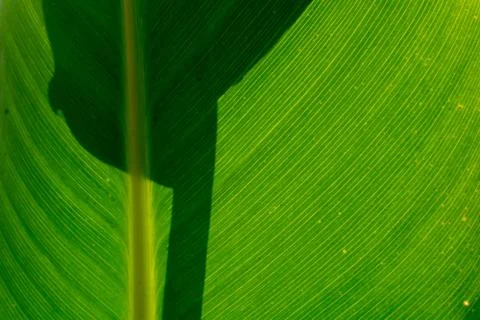 Green canna leaf Stock Photos