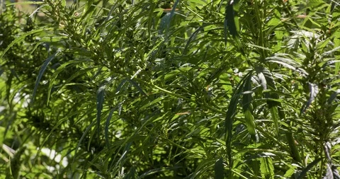Green Cannabis Bush Branches In A Forest Stock Footage 101323060