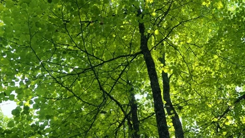 Green canopies of lime trees Stock Footage 156974399