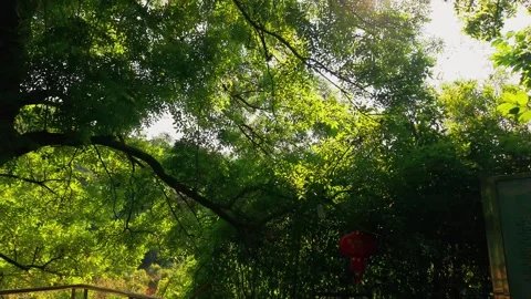 Green canopy of ancient tree 스톡 동영상 347505975