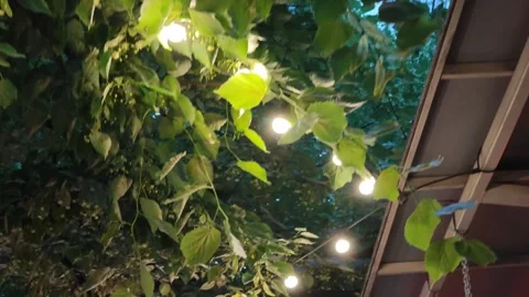 Green canopy and glowing string lights in an outdoor setting Vidéo 310302128