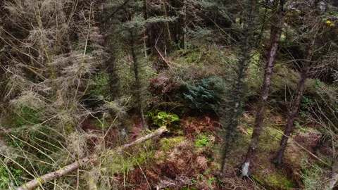 Green canopy and wood so deep, where nature's quiet secrets sleep Stock Footage 334500535