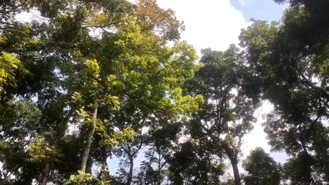 Green Canopy Beneath the Bright Sky Vídeo Stock 332157210