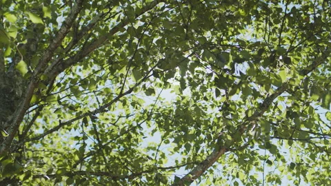 Green canopy of a birch tree with bright summer sunlight Stock Footage 338323247