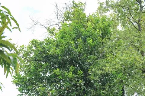 Green Canopy Ceiling with Open Sky Space for Nature Background and Copy Stock Photos