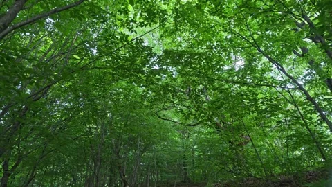 Green canopy closing in above forest path 库存影片 315360866