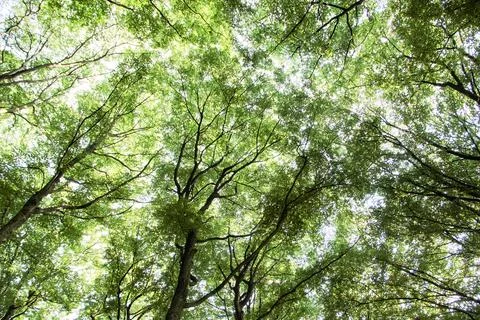 Green canopy of deciduous trees Stock Photos