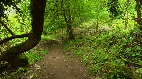 Green canopy drips with moss and leaves. Gradac River, Serbia Stockbeeldmateriaal 335073597