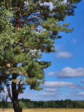 Green canopy of evergreen pine tree under bright blue sky Stock Photos