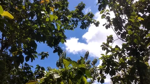 Green Canopy Stock Footage 330274221