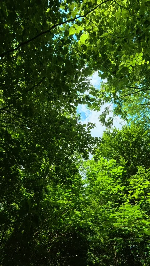 Green canopy frames sky above forest path. Kozji Kamen area, Vertical 스톡 동영상 341881251