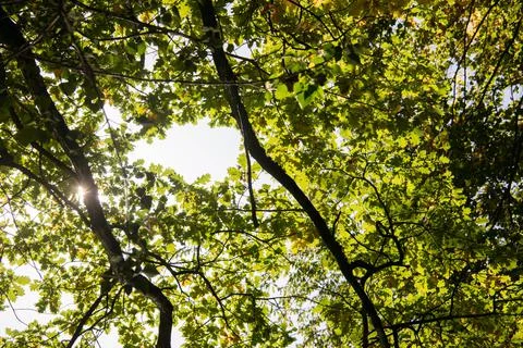 Green canopy of a maple tree Stock Photos