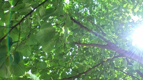 Green canopy moving with sunlight rays passing through leaves Stock Footage 317472753