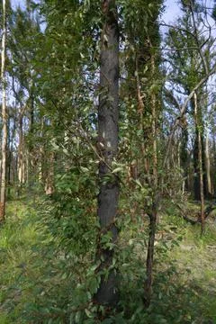 Green Canopy of Regrowth Stock Photos