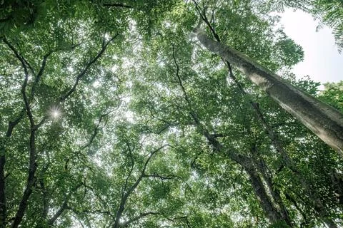 Green canopy with soaring trunk and soft sunlight from above Stock Photos