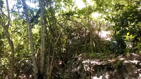 Green Canopy Sunlight Stock Footage 331106785