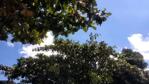 Green canopy on a sunny day Stock Footage 331786330