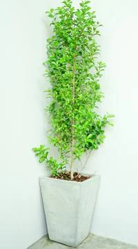 Green canopy tree standing up on plaster background. Stock Photos