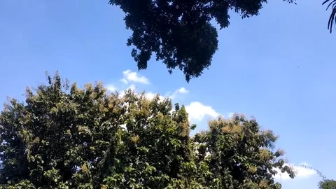 Green Canopy Under the Blue Sky Vídeo Stock 331934512
