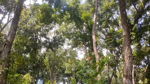 Green Canopy Under the Blue Sky Stock Footage 332157203