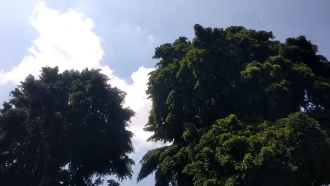 Green Canopy Under the Bright sky Stock Footage 331904434