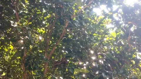 Green Canopy Under the Sunlight Stock Footage 331934995
