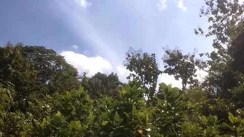 Green Canopy View Under a Bright Clear Sky Stock Footage 334103024