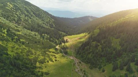 Green canyon with pine tree forest and curve river Stock Photos