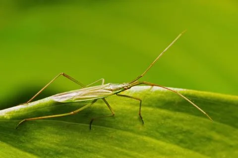 Green Capsid Foto stock
