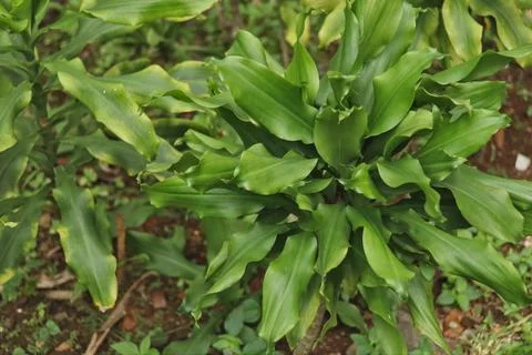 Green cardamom tree Stock Photos