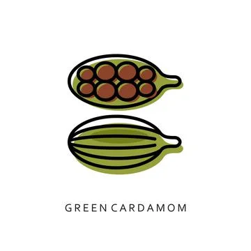 Green Cardamon spice vector illustration isolated on white background. Cardam Stock Illustration