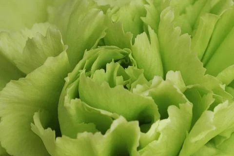 Green Carnation Flower Texture Background. Macro photography. Stock Photos