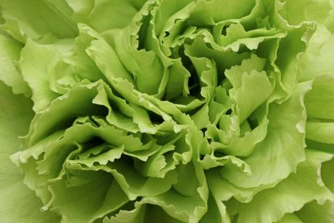 Green Carnation Flower Texture Background. Macro photography. Stock Photos