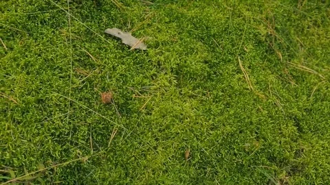 Green carpet of moss Stock Footage 69285877