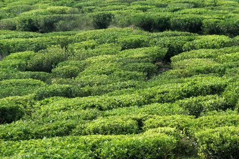 Green Carpet 스톡 사진